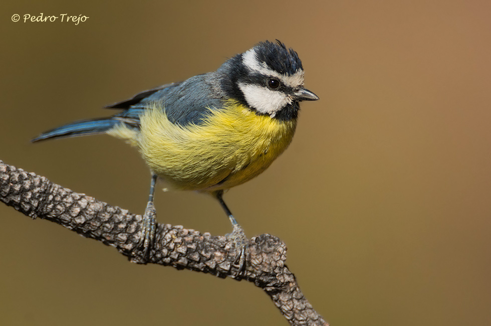 Herrerillo norteafricano (Parus teneriffae)